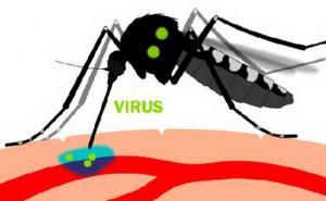 Širenje Zika virusa: Ženke komarca su te koje ga prenose sa osobe na osobu (VIDEO)