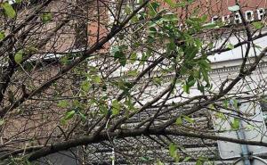 FOTO: U Sarajevu se drveće već zaogrće zelenim plaštom