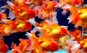 Užas u Japanu: Majka natjerala dijete da pojede 30 otrovanih zlatnih ribica