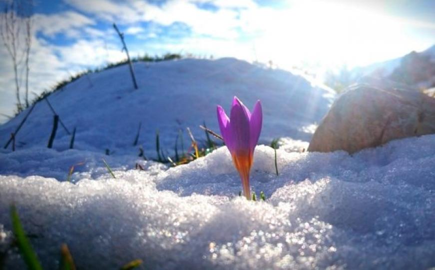 Foto dana: Prvi kaćun izronio iz snijega