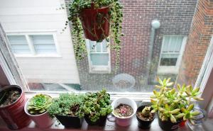 Kako da vaše kućne biljke ostanu zdrave i tokom zime