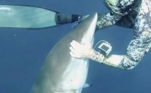 Ronilac 'uspavao' ajkulu i pomogao joj (VIDEO)