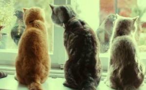 Šta se dešava kada ostavimo mačku samu u kući? (VIDEO)