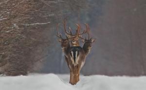 Ove fotografije će vas zbuniti, ali i oduševiti (FOTO)