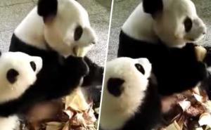 Ova panda ne voli da dijeli hranu (VIDEO)
