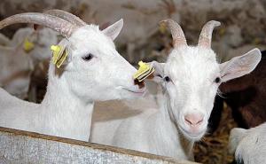 Q-groznica, bruceloza, klamidioza: Veterinari upozorili na alarmantnu situaciju 