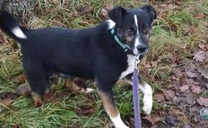 Čudesna transformacija uplašenog psa: Iz bosanskih lanaca u topli njemački dom