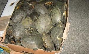 Kanađanin pokušao prokrijumčariti 38 kornjača u svojim pantalonama