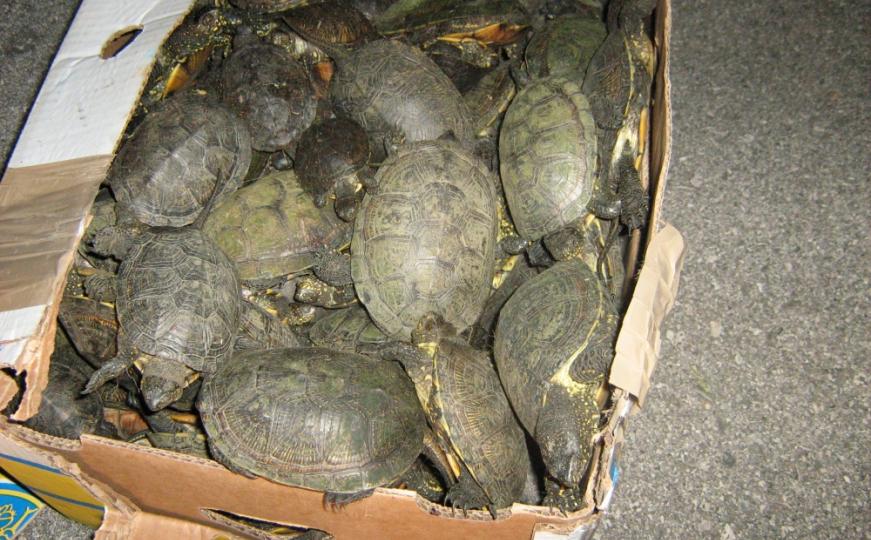 Kanađanin pokušao prokrijumčariti 38 kornjača u svojim pantalonama