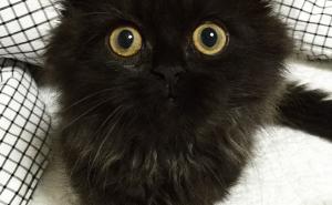 FOTO: Upoznajte Gimu, preslatkog mačića sa ogromnim očima 