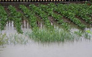 Izlila se rijeka Bosna: Poplavljena poljoprivredna dobra u Doglodima