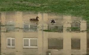 Sarajevske patkice: Kada ti život ostavi blatnjavu lokvu - pretvori je u bazen! (FOTO)