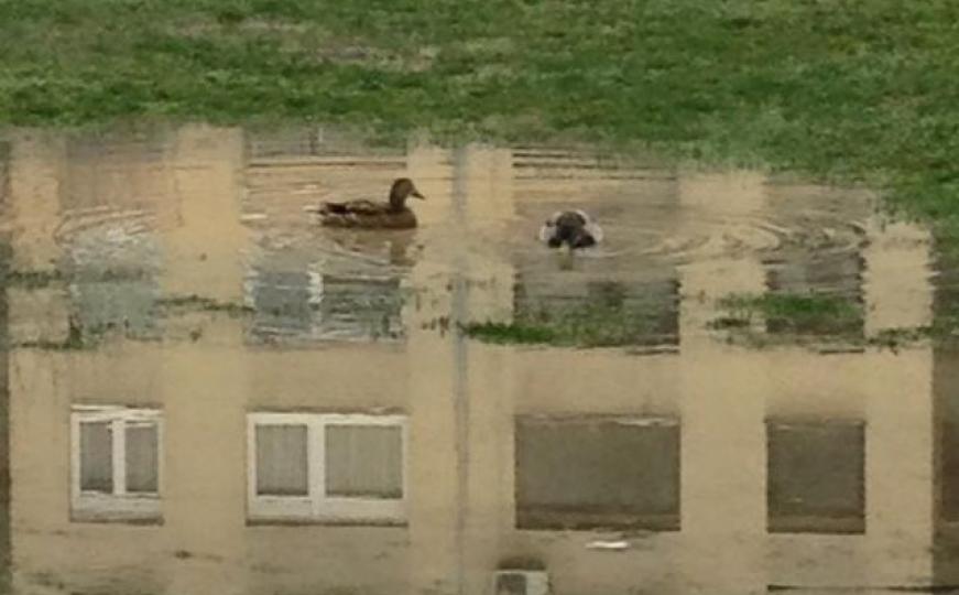 Sarajevske patkice: Kada ti život ostavi blatnjavu lokvu - pretvori je u bazen! (FOTO)