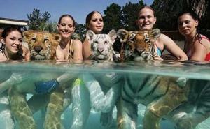 Kviz: Da li volite životinje