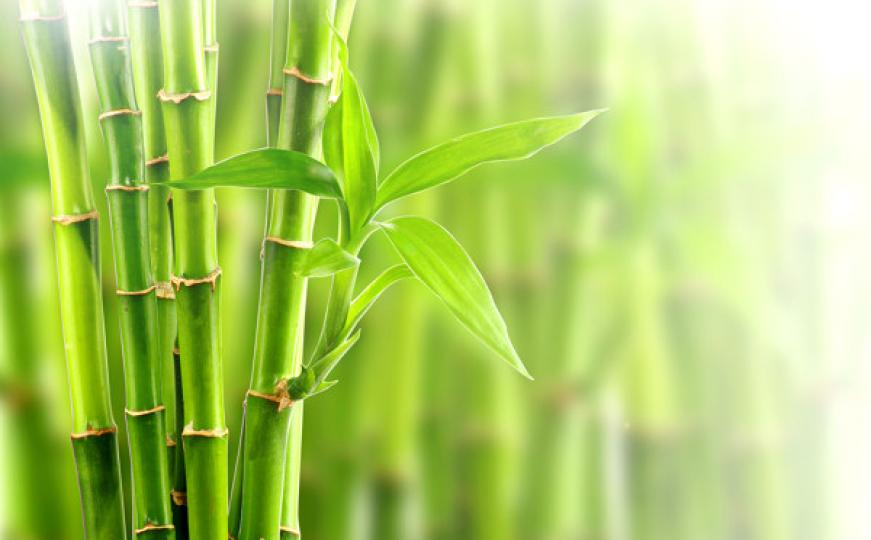 Bambus je dobro imati u domu: Za ljubav, zdravlje i bogatstvo