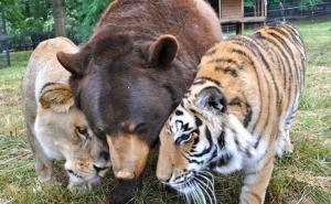 Nije vic: Medvjed, lav i tigar već 15 godina najbolji prijatelji (FOTO+VIDEO)