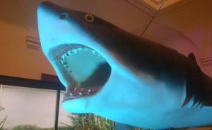 Zemaljski muzej BiH vas poziva: Družite se sa ajkulom, delfinom, sredozemnom medvjedicom, pticama..