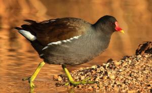 Ptičji izmet uzrok prekida rada nuklearke