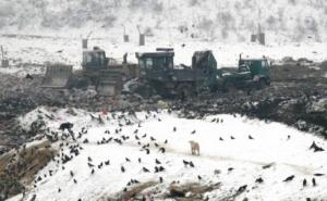 Gdje se pokapaju uginule životinje u Sarajevu?