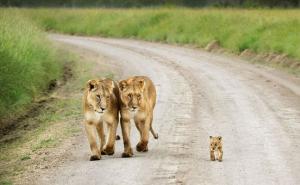 FOTO: Roditeljstvo u divljini - nježno, brižno i snažno 