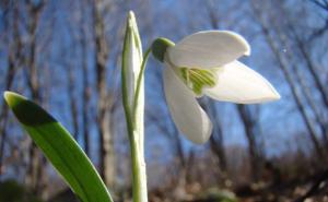 Pjesma dana: Visibaba mala