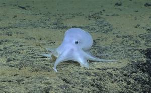 Dobri duh Casper ili hobotnica: Naučnici tvrde da su otkrili novu vrstu (FOTO+VIDEO)