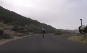 Kmi kmi: Ptica trkačica protiv biciklista - ovo morate pogledati (VIDEO)