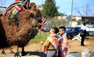 FOTO: Hrvanje kamila u Antalyji je tradicionalni sport