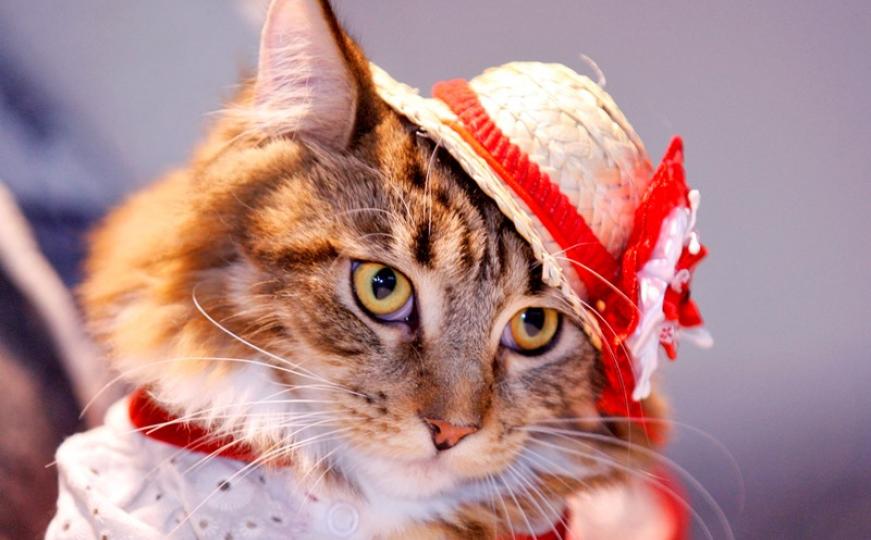Miss Mjau: Mačke s nakitom, krunama i šeširima u utrci za najljepšu