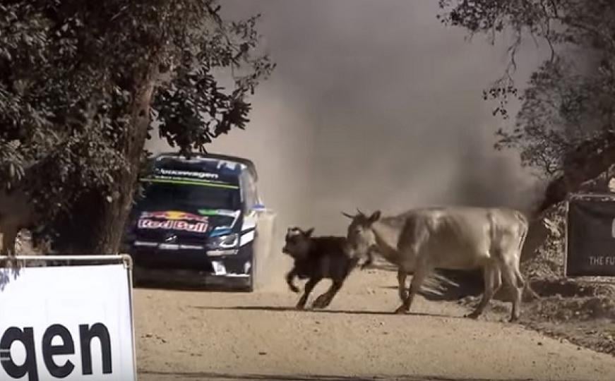 Pogledajte kako je WRC šampion izbjegao stado krava (VIDEO)