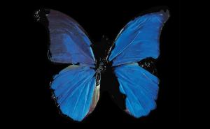 Djela velikog Damiena Hirsta uskoro u Muzeju savremene umjetnosti RS-a