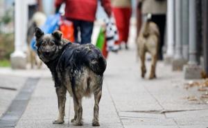 Prijave o psima lutalicama preuzimaju KJKP Rad i veterinarske stanice Sarajevo i Novi Grad