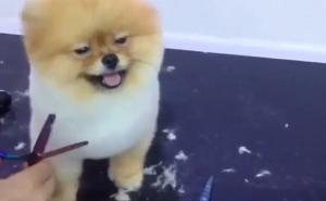 Neodoljivi psić koji uživa u šišanju (VIDEO)