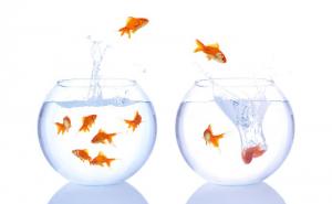 Norveška: Policija pronašla zlatnu ribicu, potraga za vlasnikom u toku