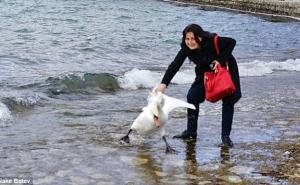 Ohrid: Žena mučila labuda zbog selfieja... (FOTO)
