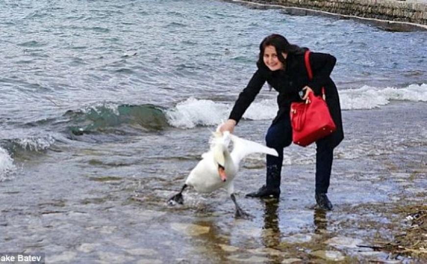 Ohrid: Žena mučila labuda zbog selfieja... (FOTO)