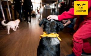 Dogs Trust: Proglašeni najkreativniji radovi u poznavanju principa sigurnosti sa psima