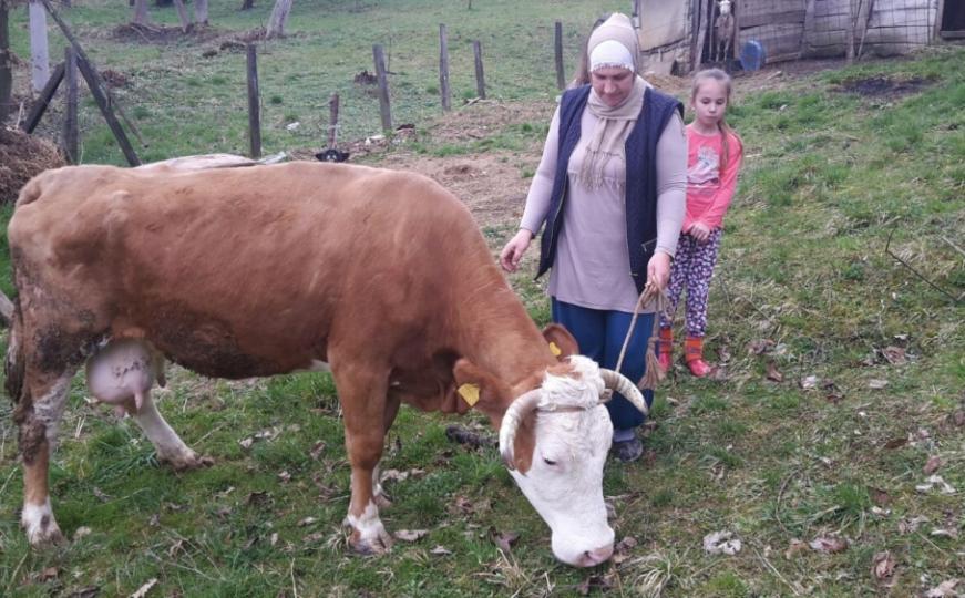 Senija iz Zvornika za Osmi mart dobila kravu