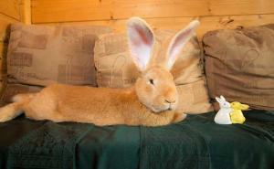 FOTO: Džinovski zeka koji voli da se mazi pronašao novi dom