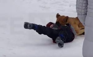 Mladi lav napao petogodišnjeg dječaka (VIDEO)