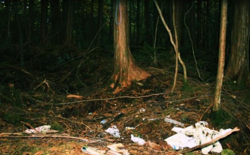 Sablasna Aokigahara: Priča o jezivoj šumi u Japanu (FOTO+VIDEO)