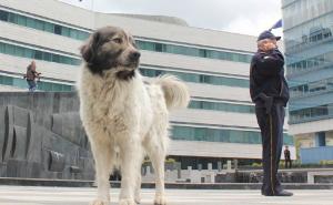 Pas spasio dječaku život: Vidio je monitor i lajao...