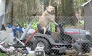 Pas na kosilici za travu prekinuo ozbiljnu novinarsku reportažu o tornadu (VIDEO)