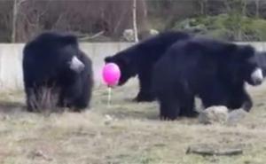 Kako je jedan ružičasti balon zbunio tri medvjeda (VIDEO)