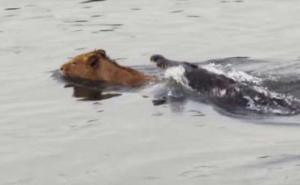 Krokodil protiv lava: Ko je jači? (VIDEO)