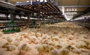 Eksperiment: Naučnici 'stvorili' pile s nogama dinosaurusa