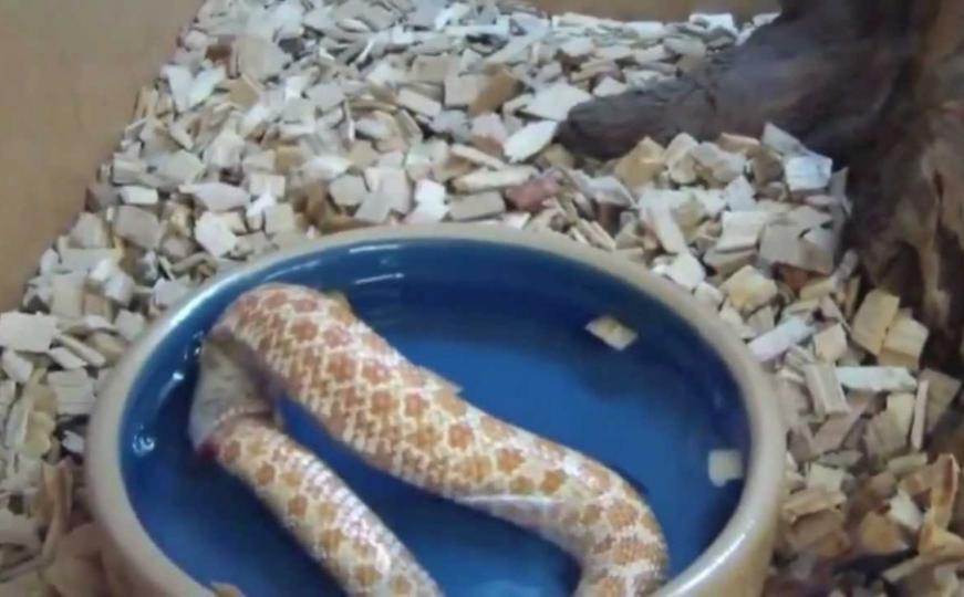 Šta se desi kada zmija krene da jede samu sebe? (VIDEO)