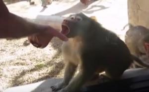 Pogledajte kako majmun reagira kad mu pokažete mađioničarski trik (VIDEO)