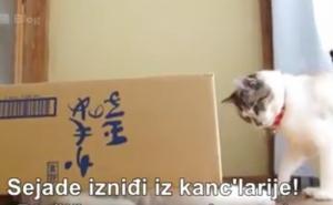 'Sejade, izniđi iz kanc'larije!'