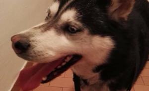 Vratite me vlasnicima: Pronađen husky na Alipašinom Polju (FOTO)